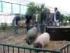 03-08-16-BFC-Teuto-0179